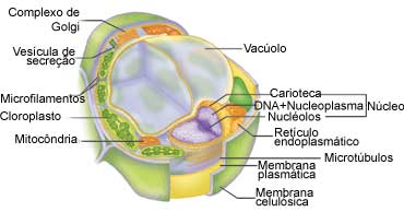 Celula vegetal